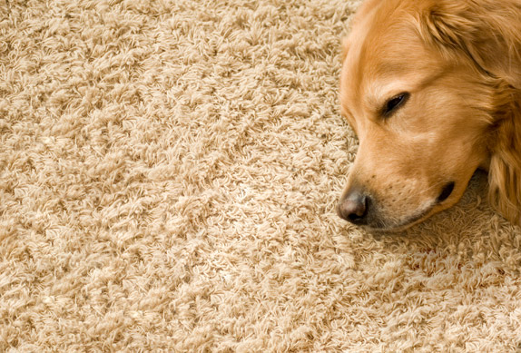 Carpet Flooring Material